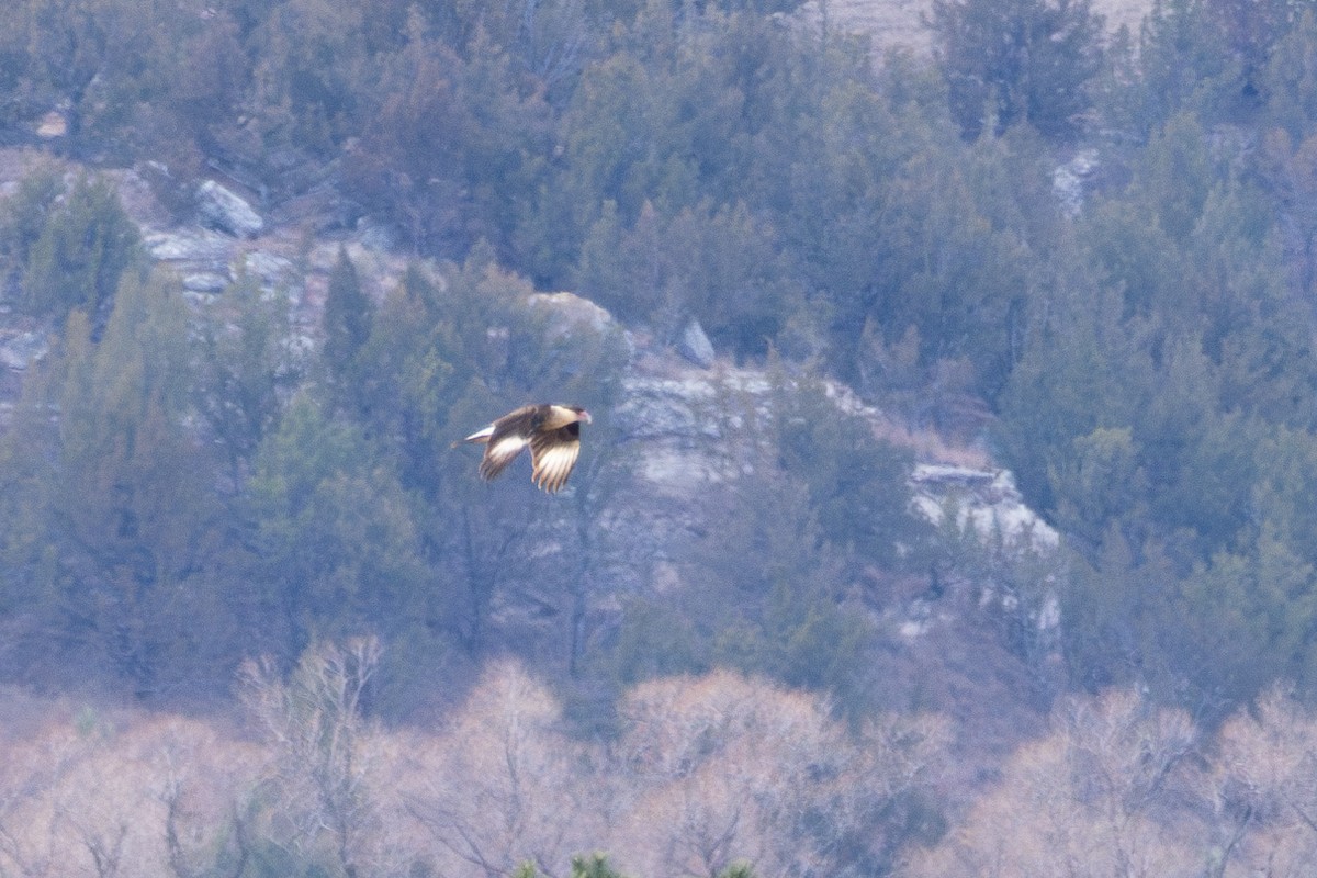 Crested Caracara - ML646517594