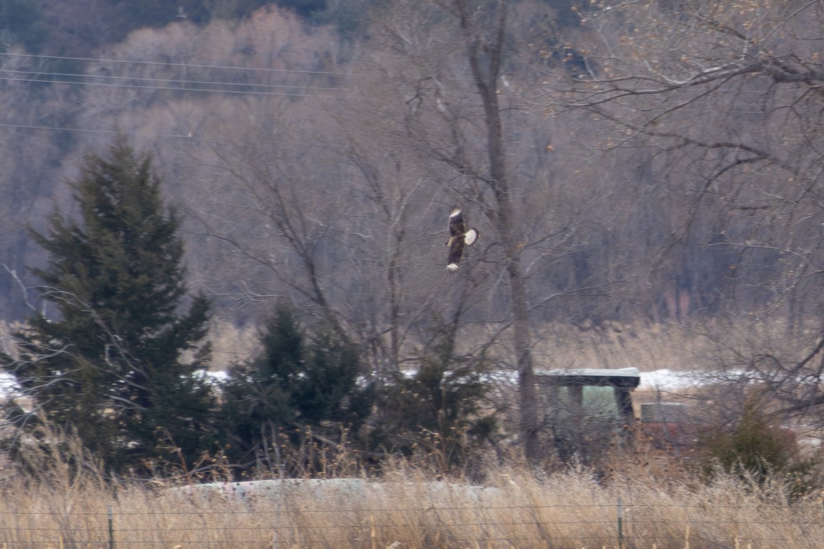 Crested Caracara - ML646517595