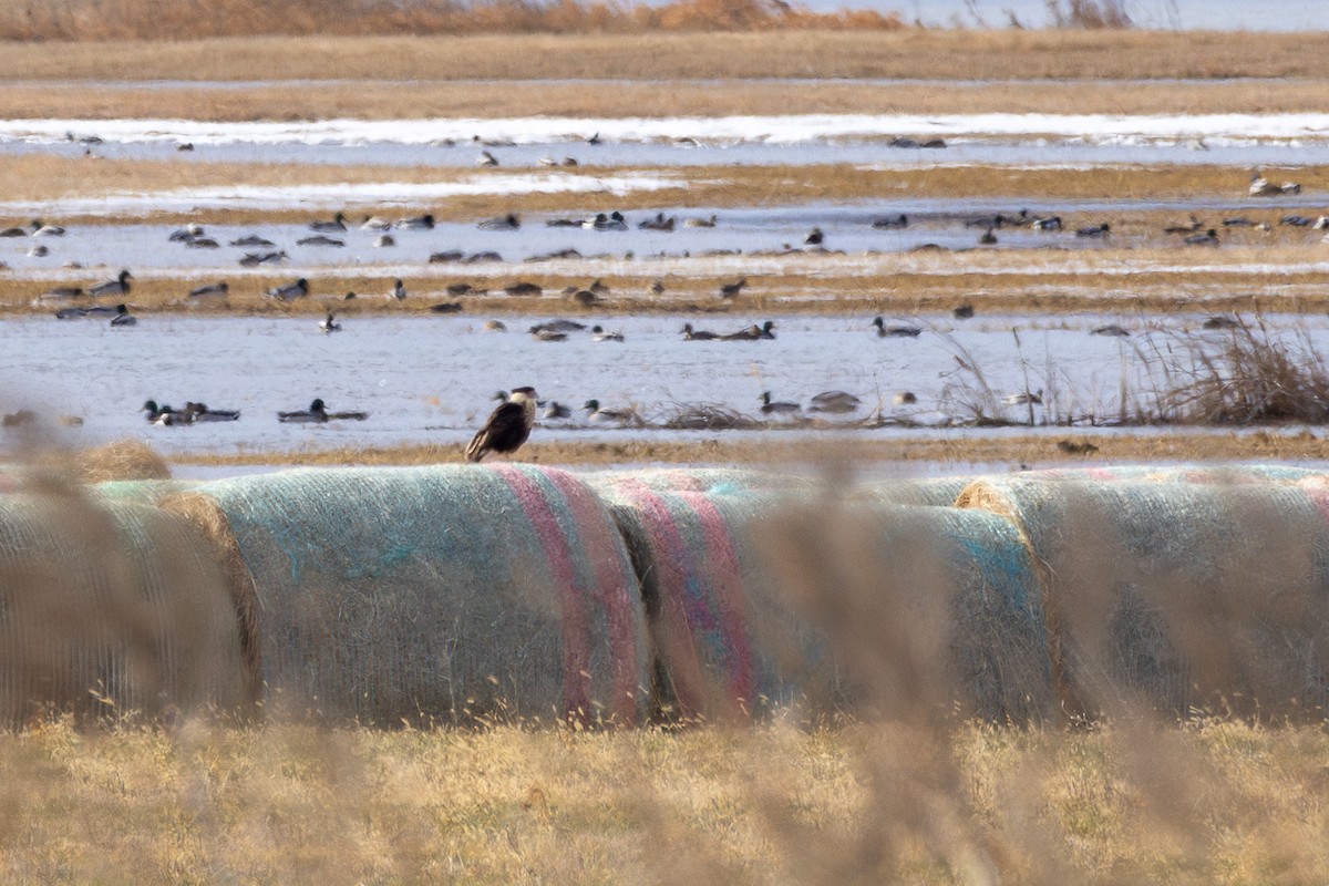 Crested Caracara - ML646517596