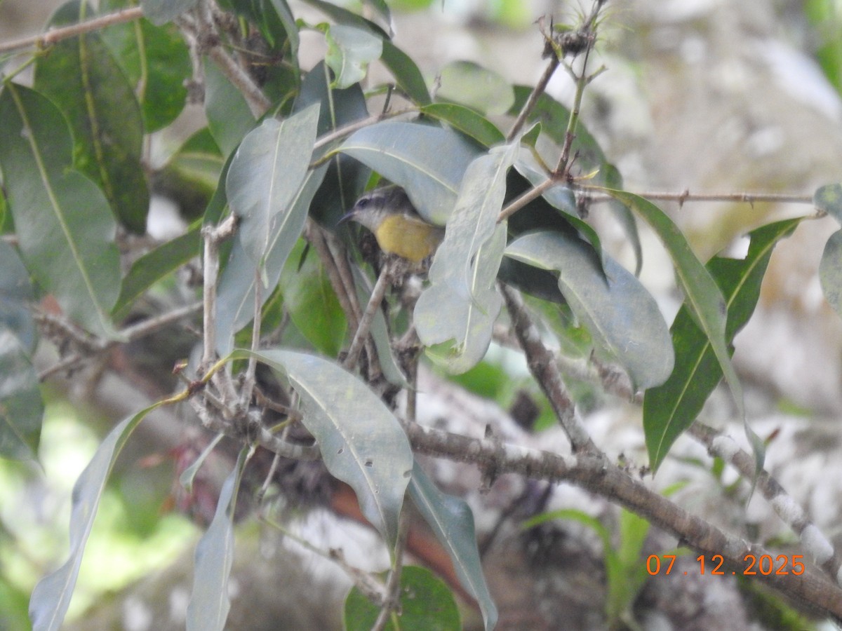 Bananaquit - ML646517597