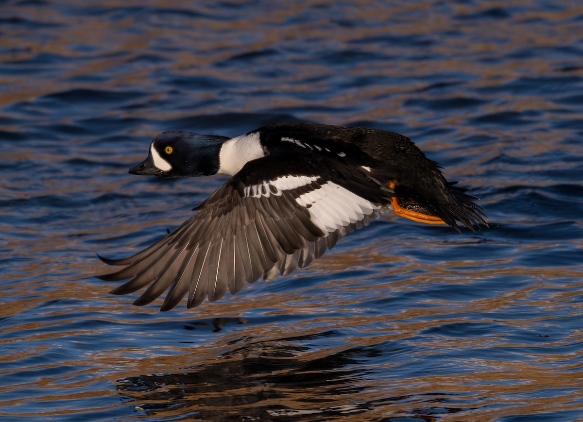 Barrow's Goldeneye - ML646517598