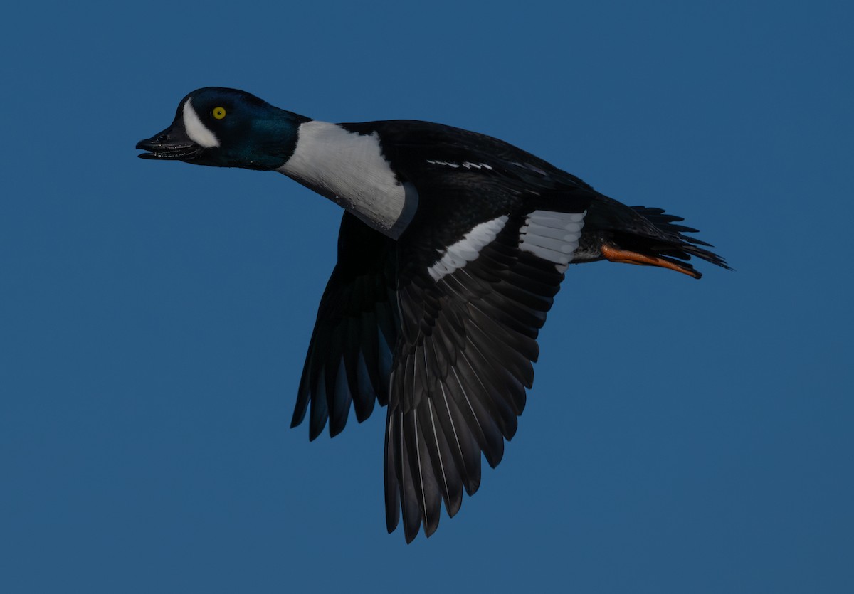 Barrow's Goldeneye - ML646517599