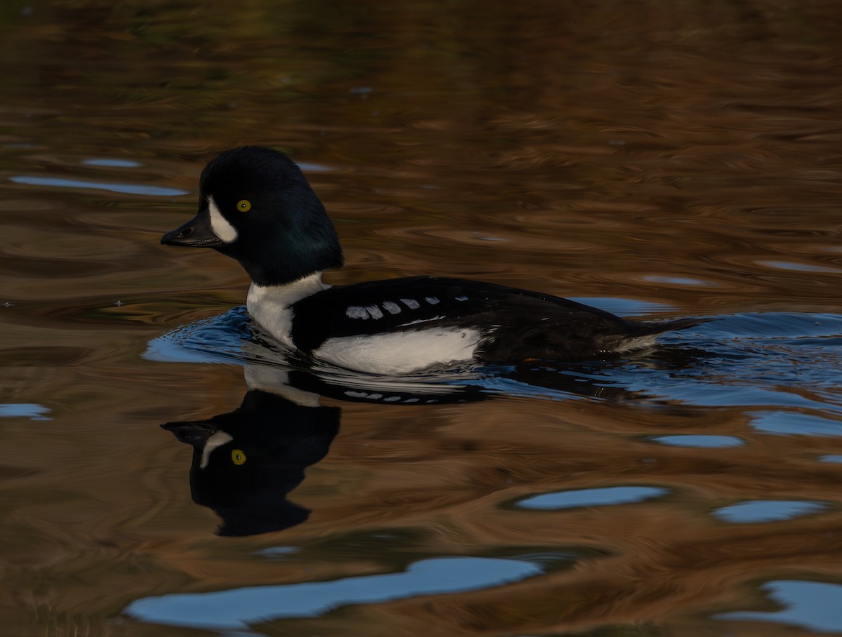 Barrow's Goldeneye - ML646517600