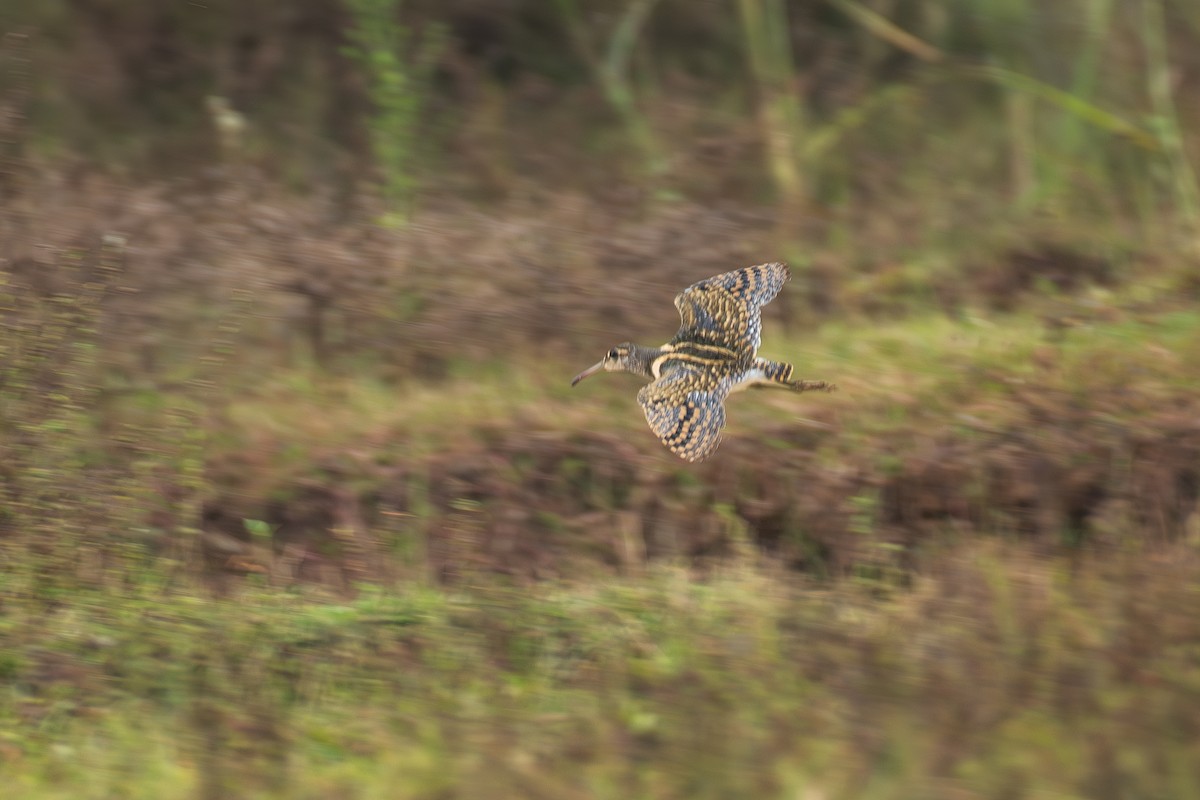 彩鷸 - ML646517601