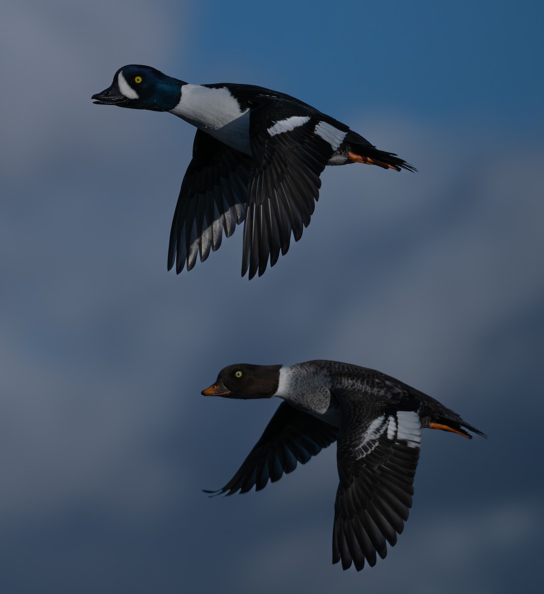 Barrow's Goldeneye - ML646517602