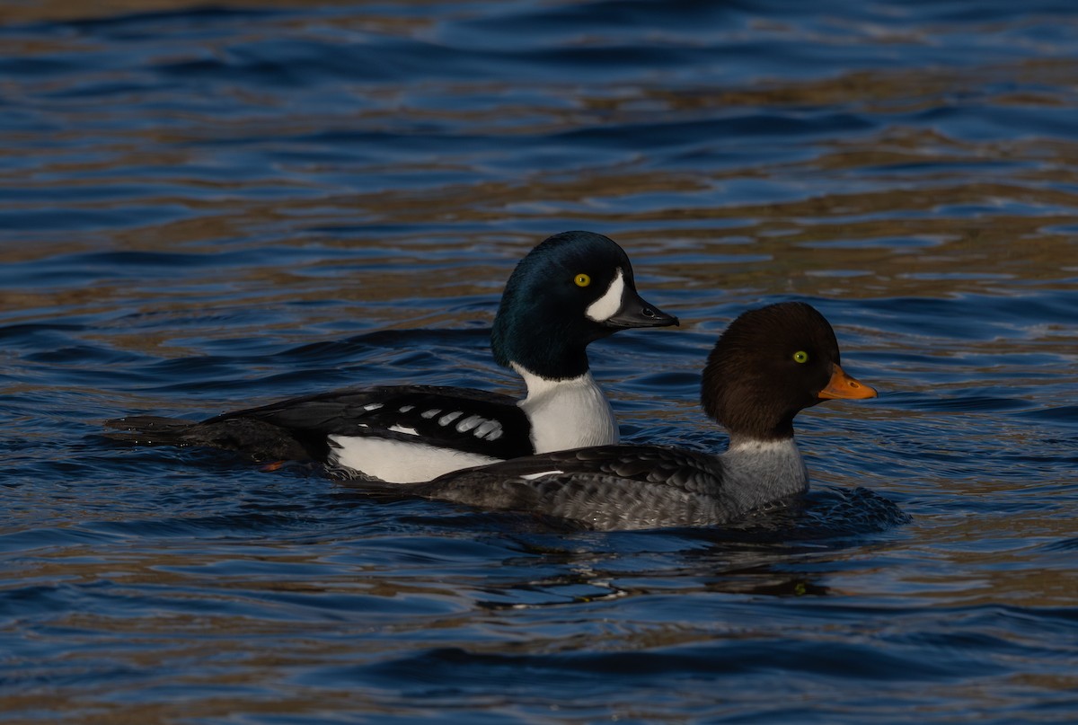 Barrow's Goldeneye - ML646517603