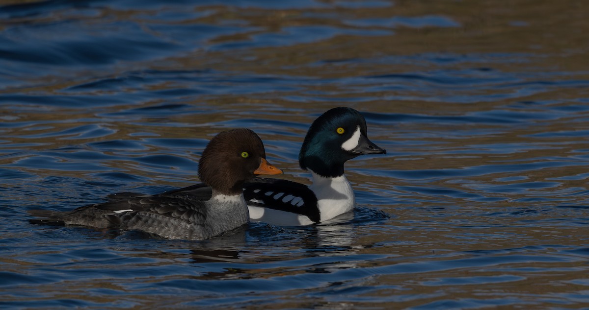 Barrow's Goldeneye - ML646517604