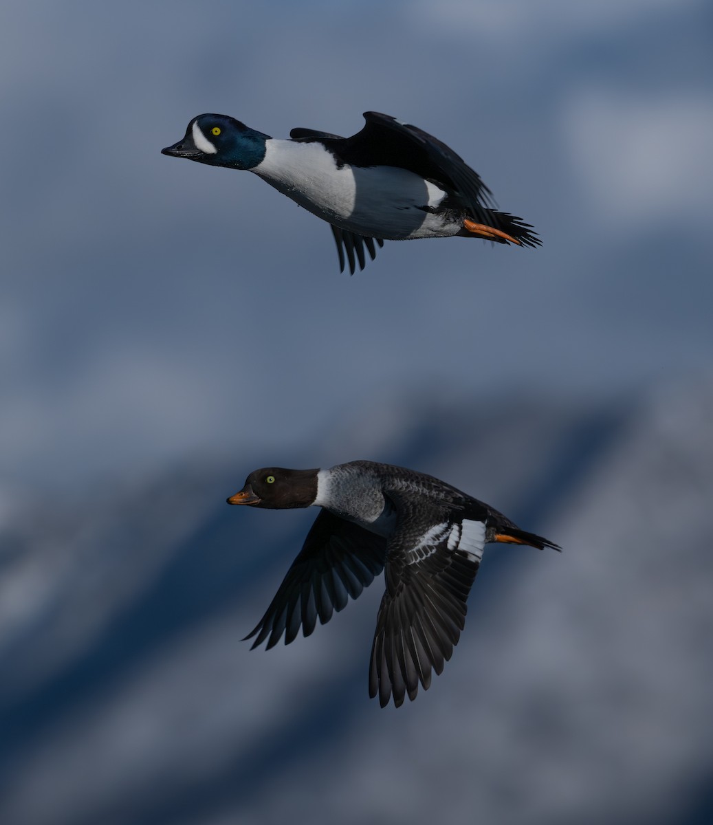 Barrow's Goldeneye - ML646517605