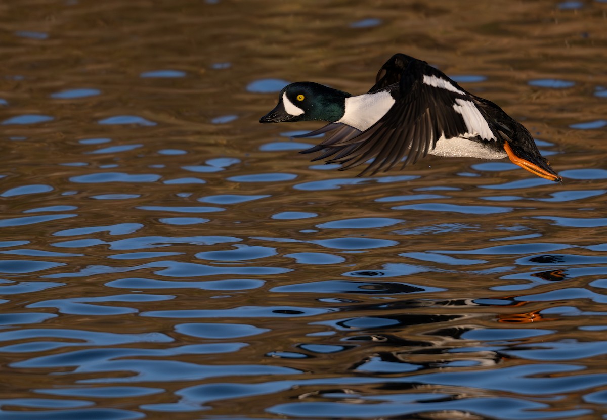 Barrow's Goldeneye - ML646517606