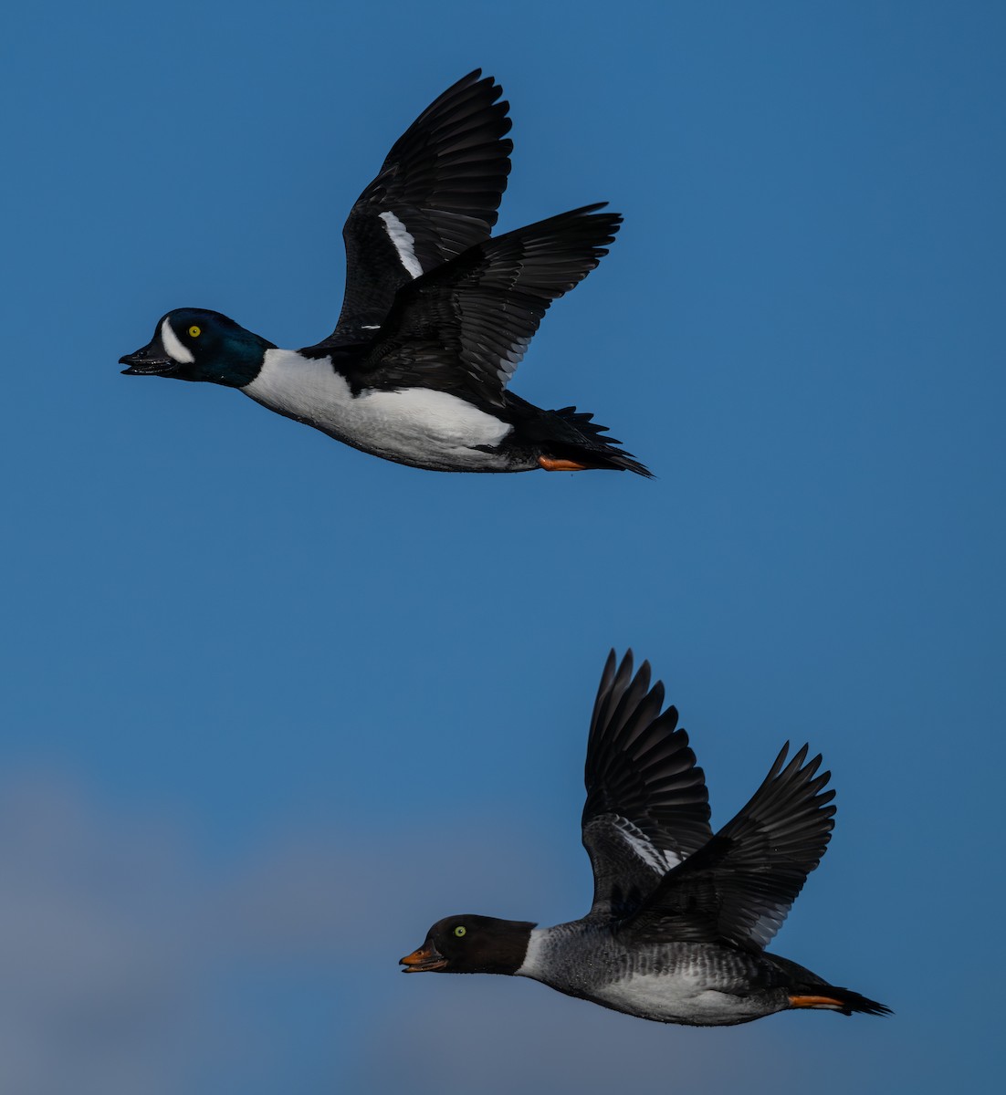 Barrow's Goldeneye - ML646517607