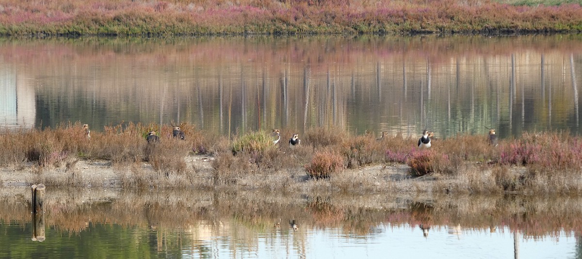 Northern Lapwing - ML646517608