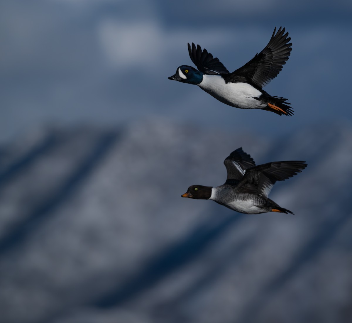 Barrow's Goldeneye - ML646517609