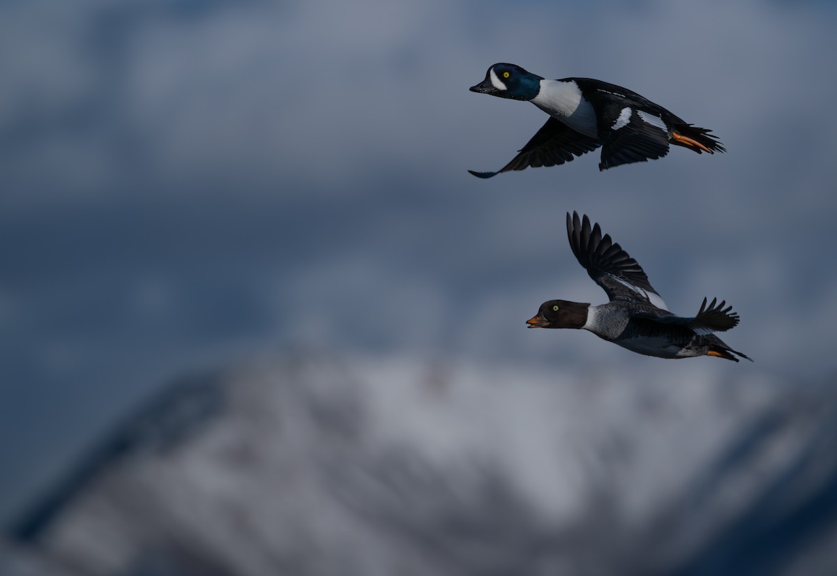 Barrow's Goldeneye - ML646517610