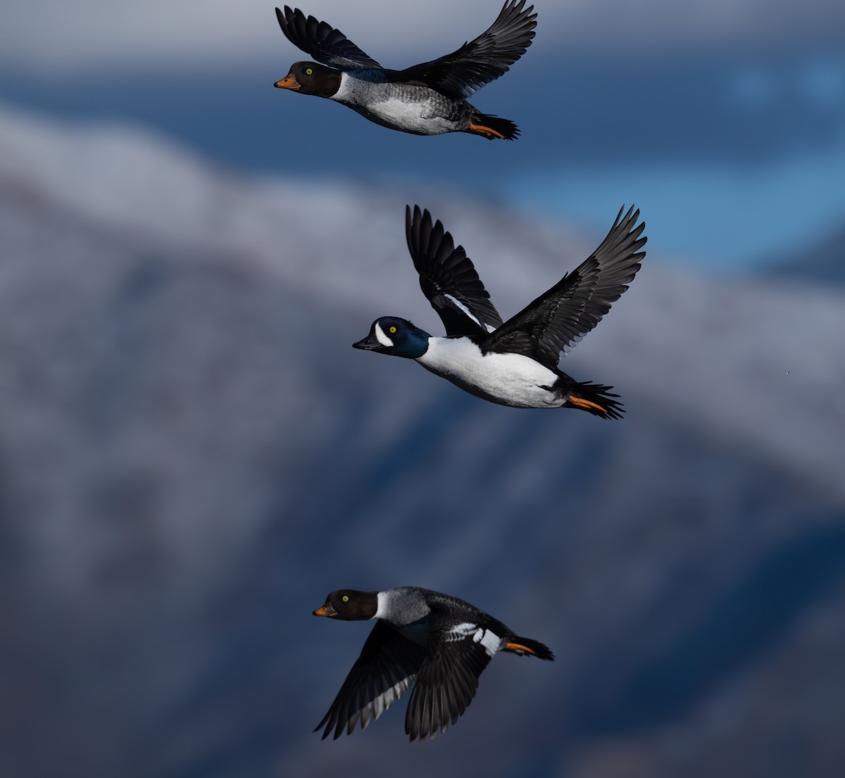 Barrow's Goldeneye - ML646517612