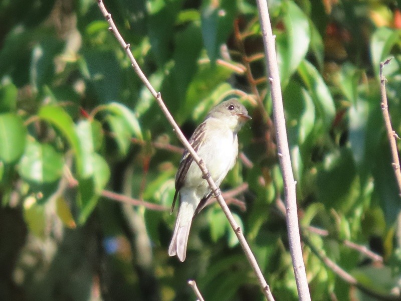 Eastern Wood-Pewee - ML646517615