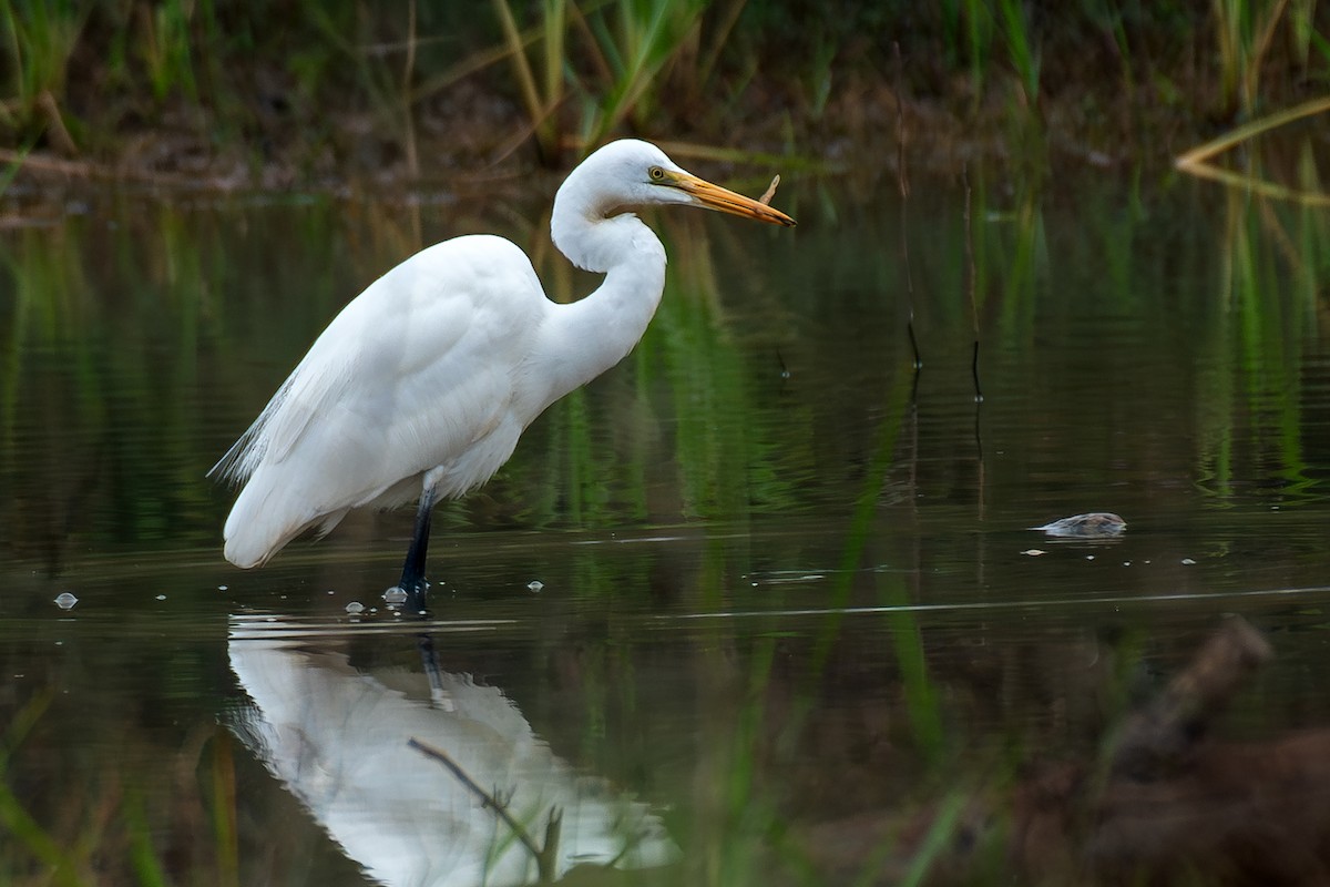中白鷺 - ML646517618