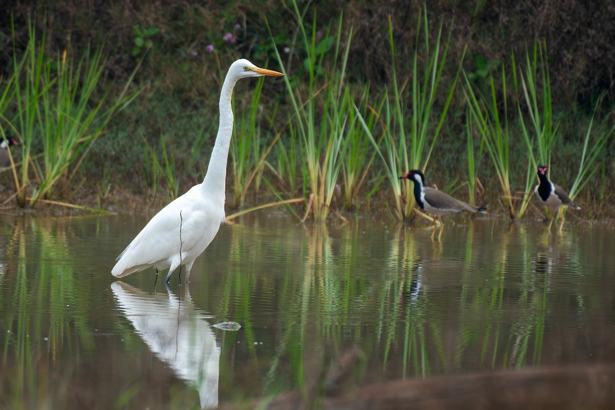 中白鷺 - ML646517619