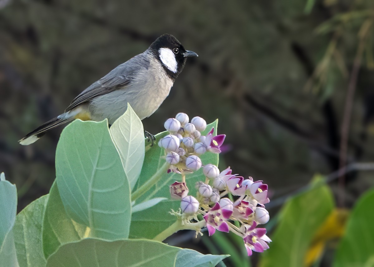 White-eared Bulbul - ML646517621