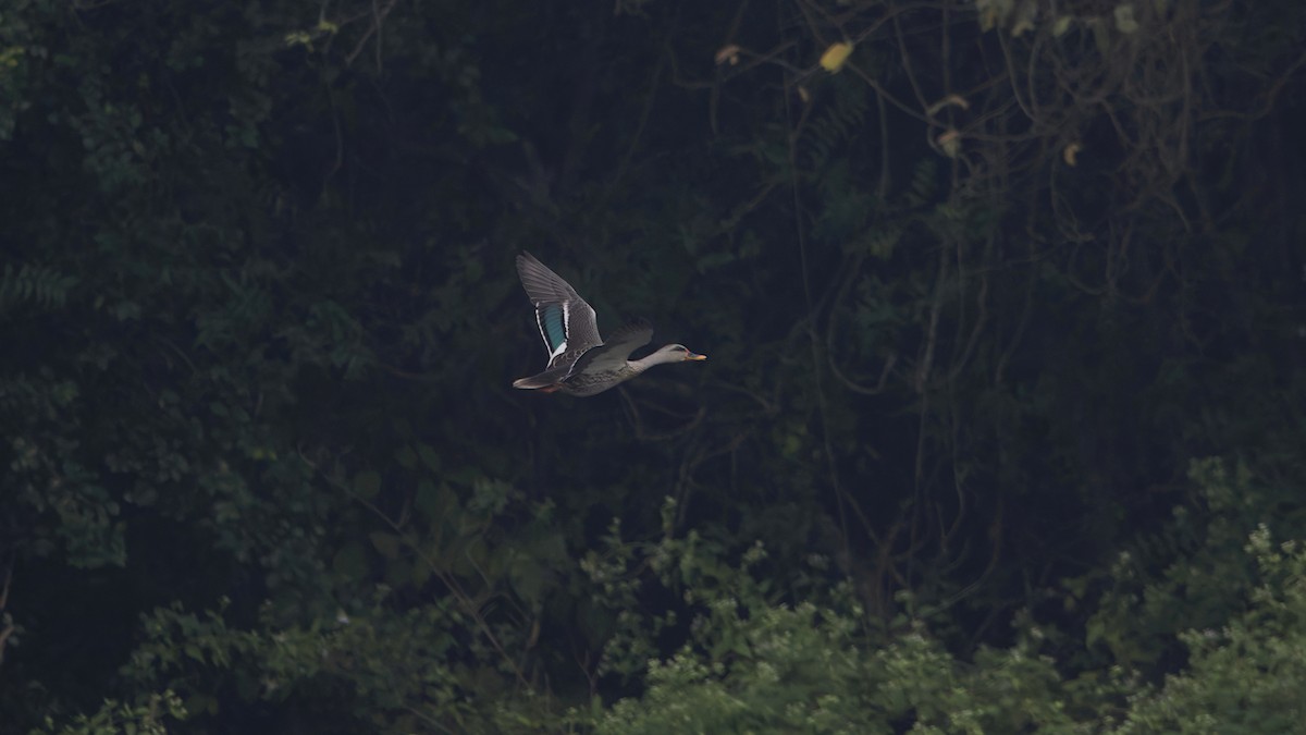 Indian Spot-billed Duck - ML646517625
