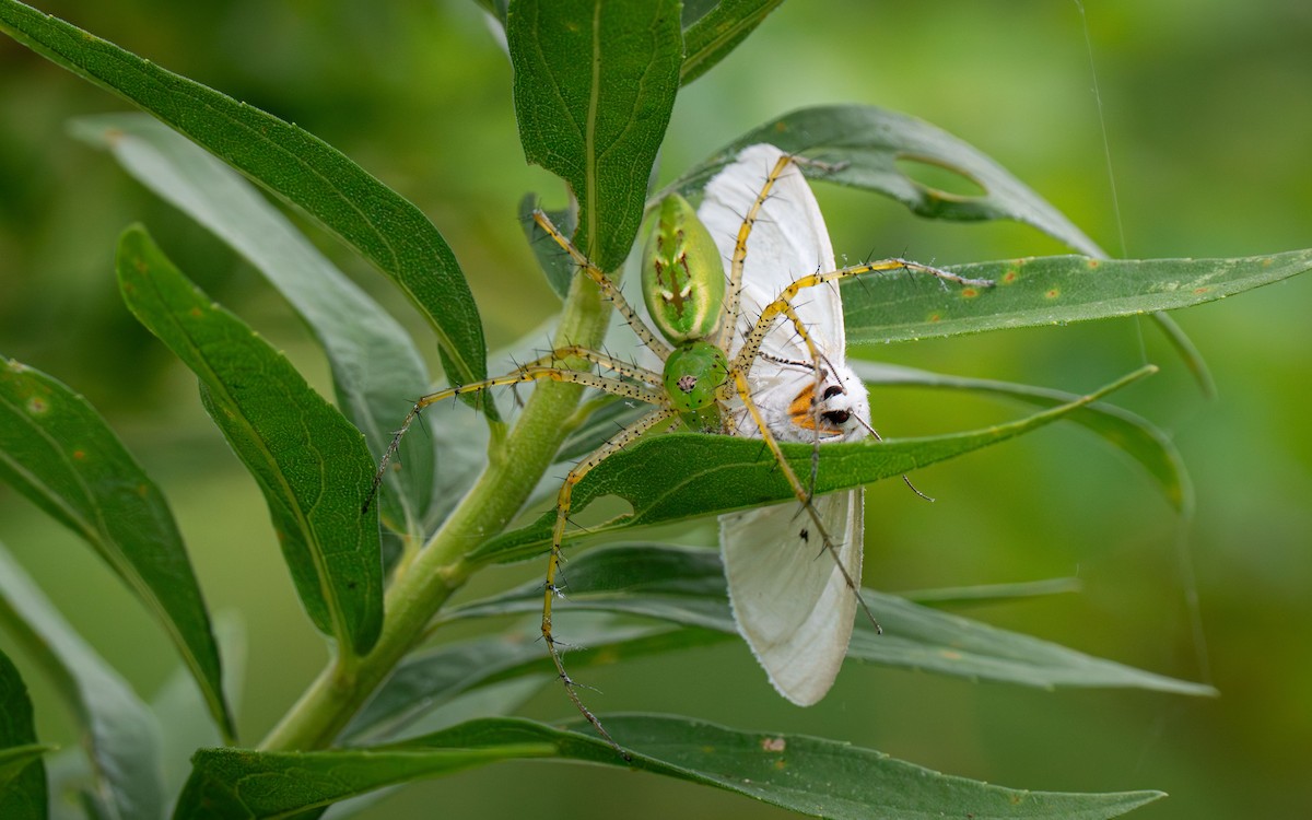 Ragno lince verde - ML646517627