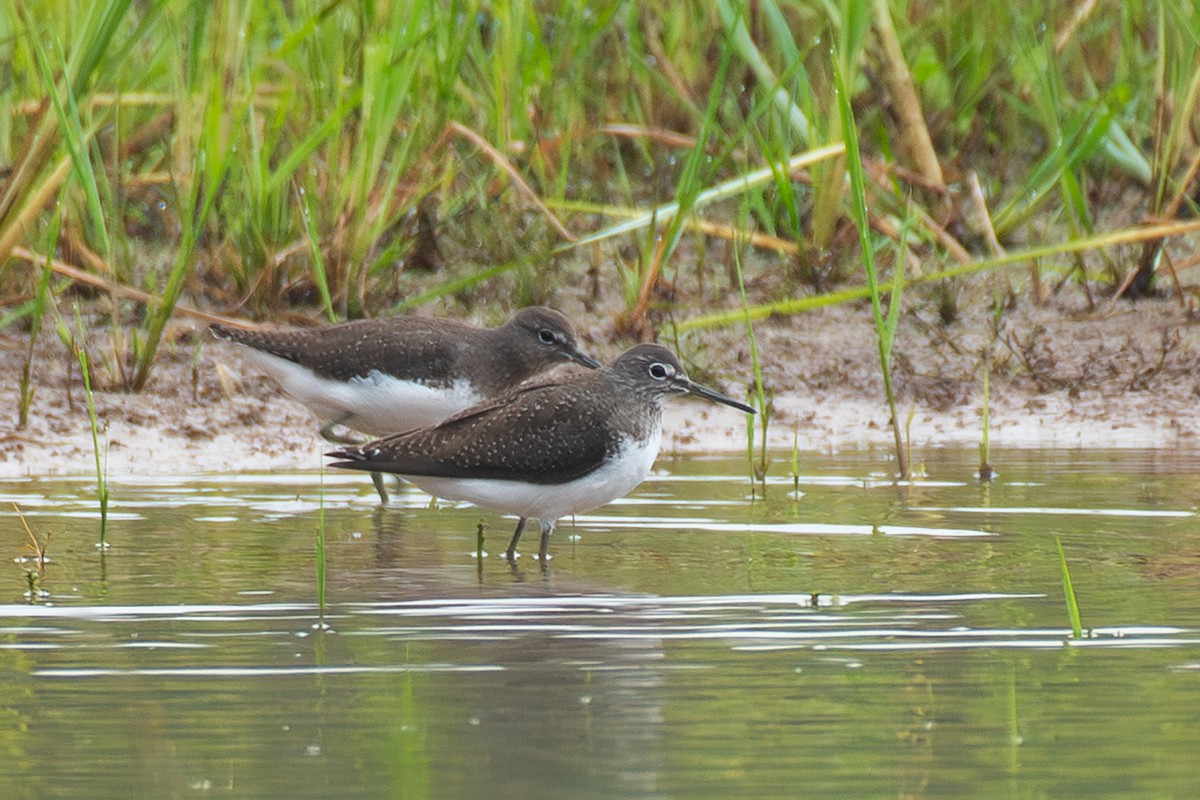 白腰草鷸 - ML646517634