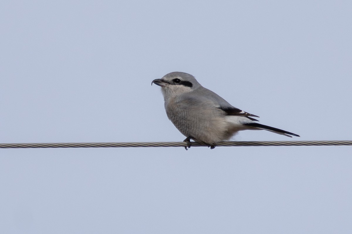 オオモズ - ML646517637