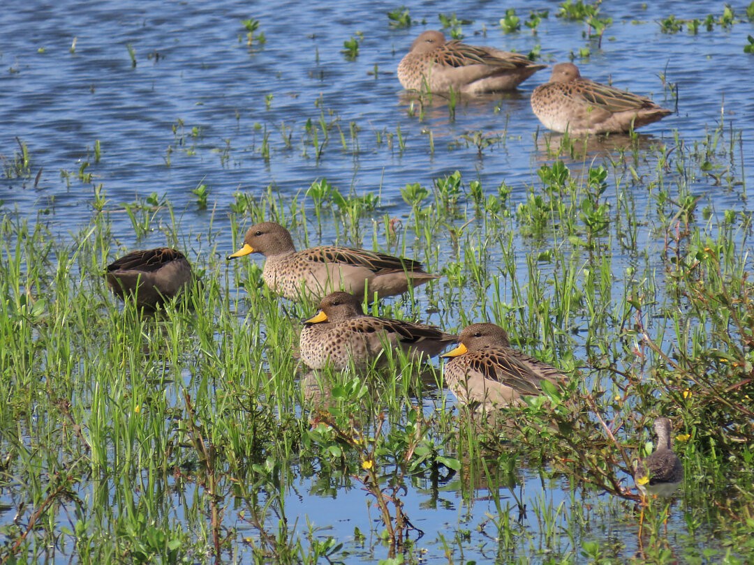 Yellow-billed Teal - ML646517638