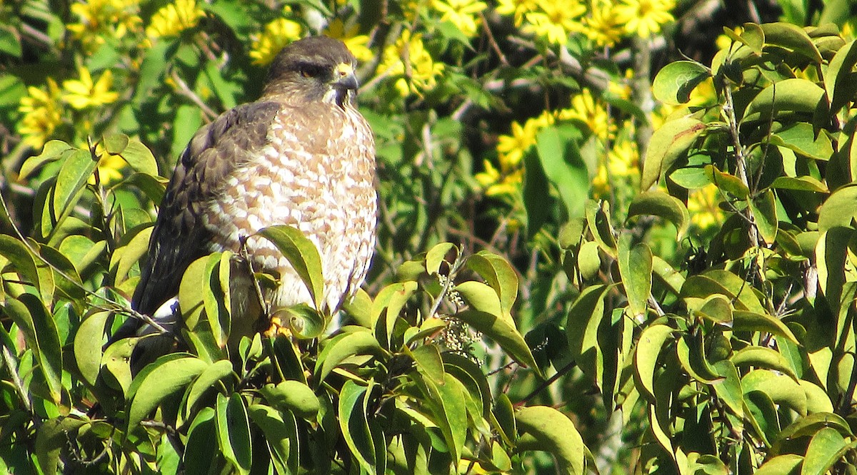 Broad-winged Hawk - ML646517642