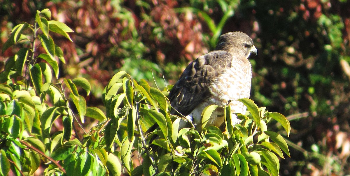 Broad-winged Hawk - ML646517643