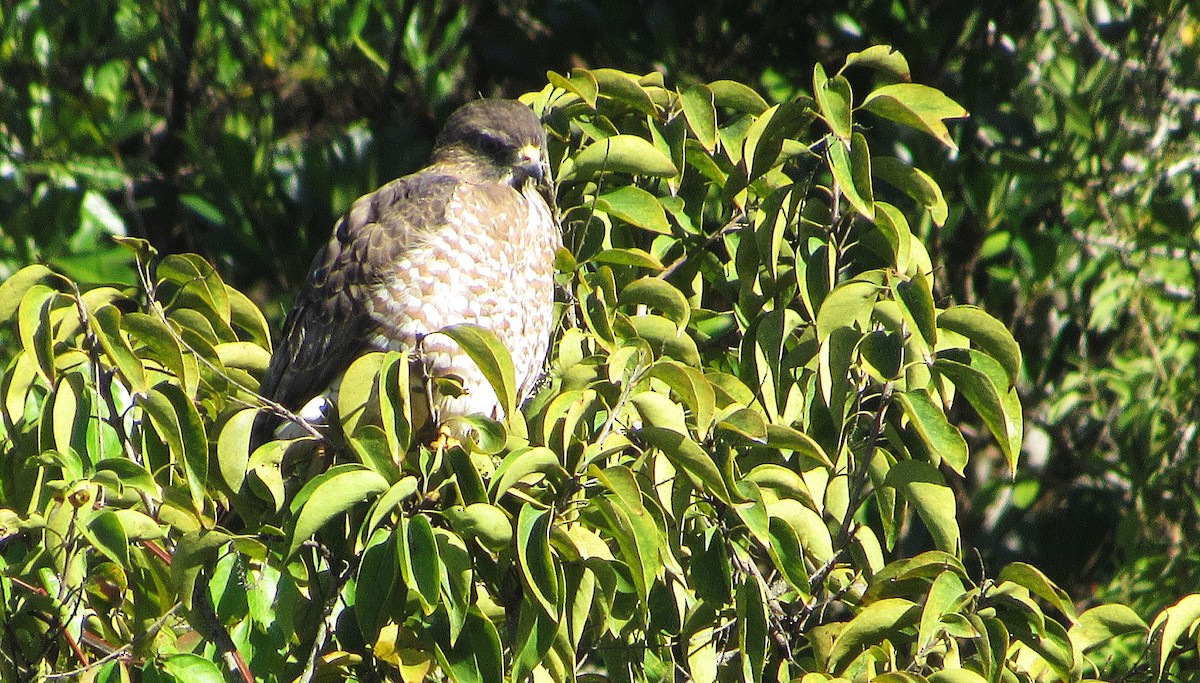 Broad-winged Hawk - ML646517644