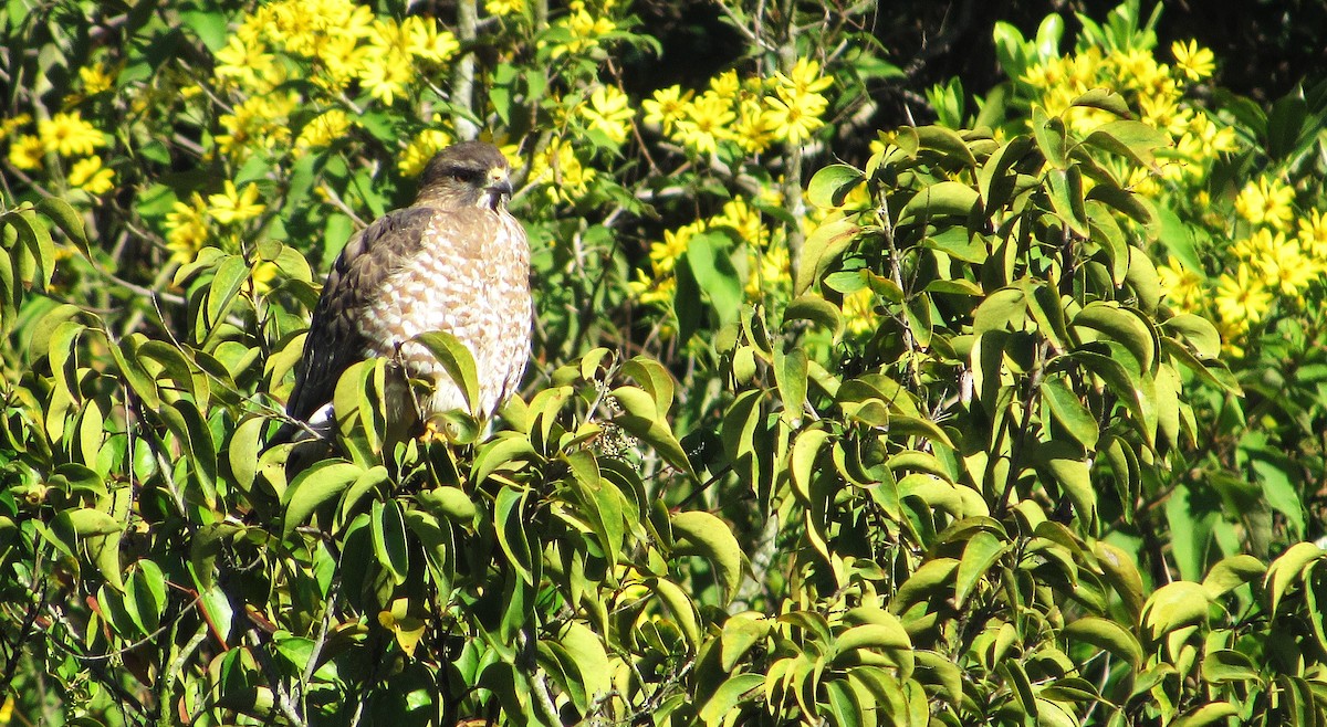 Broad-winged Hawk - ML646517645