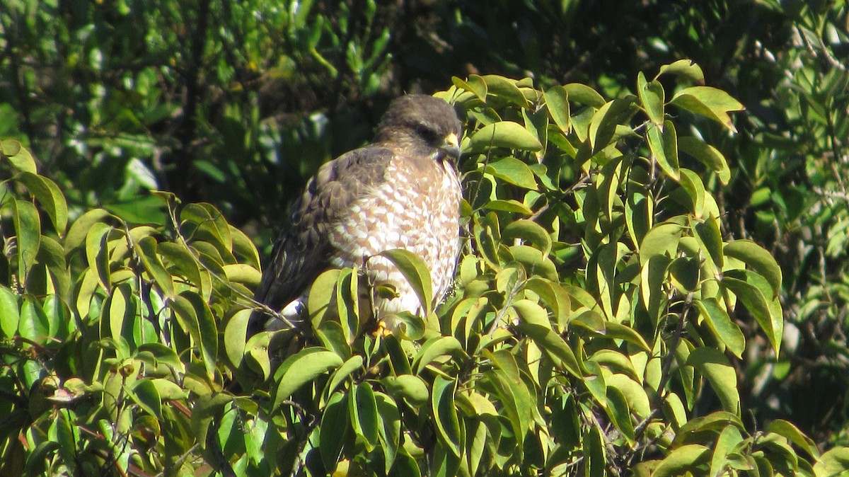 Broad-winged Hawk - ML646517646