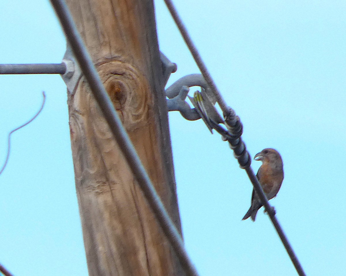 Red Crossbill - ML646517647