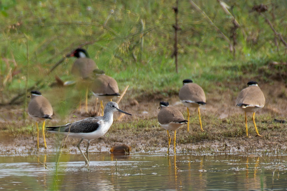 青足鷸 - ML646517648