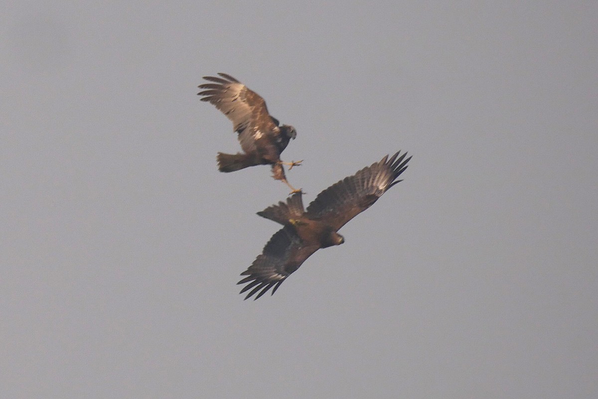 moták východní - ML646517649