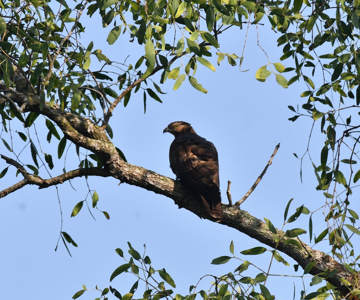 Oriental Honey-buzzard - ML646517650