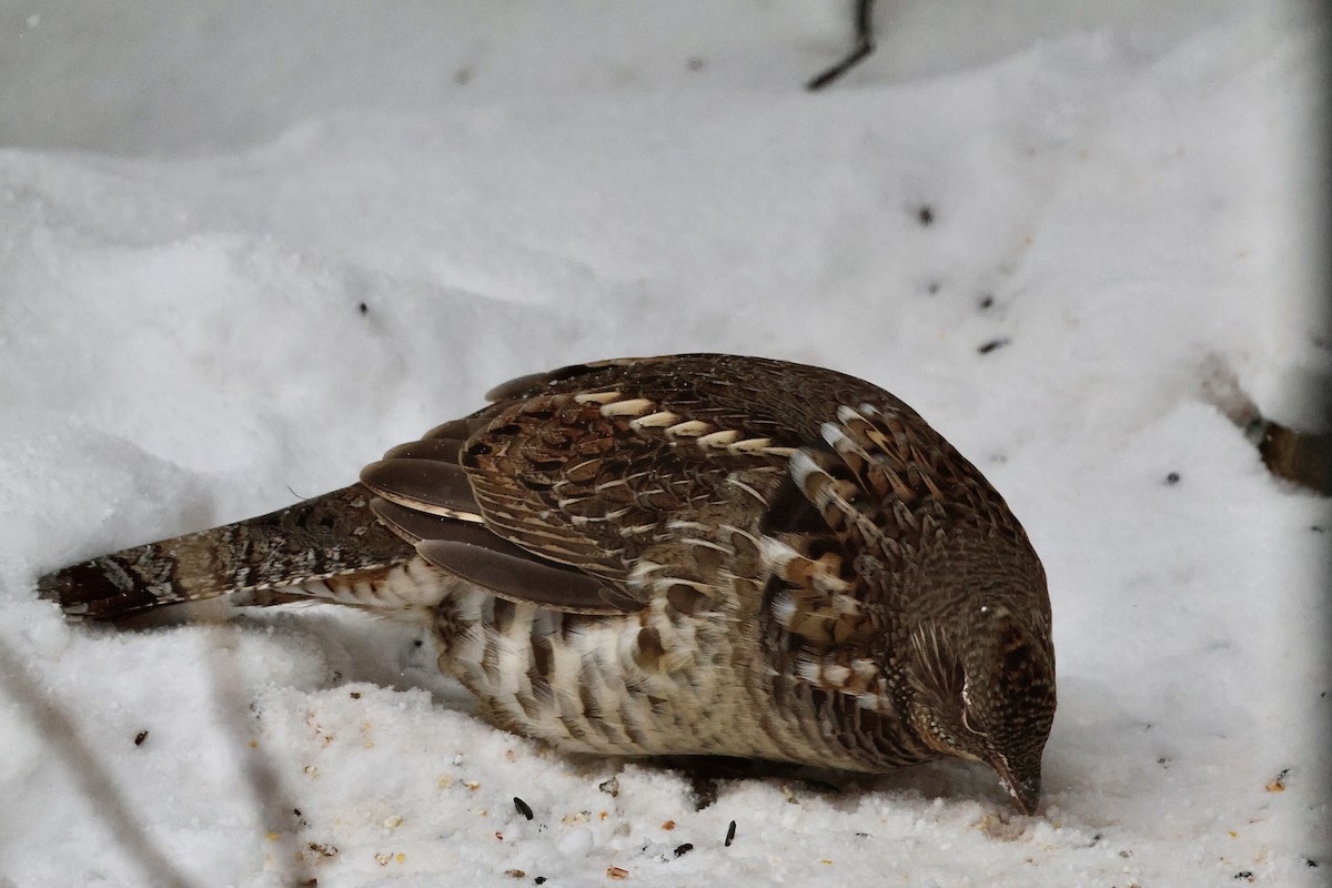 jeřábek kanadský - ML646517651