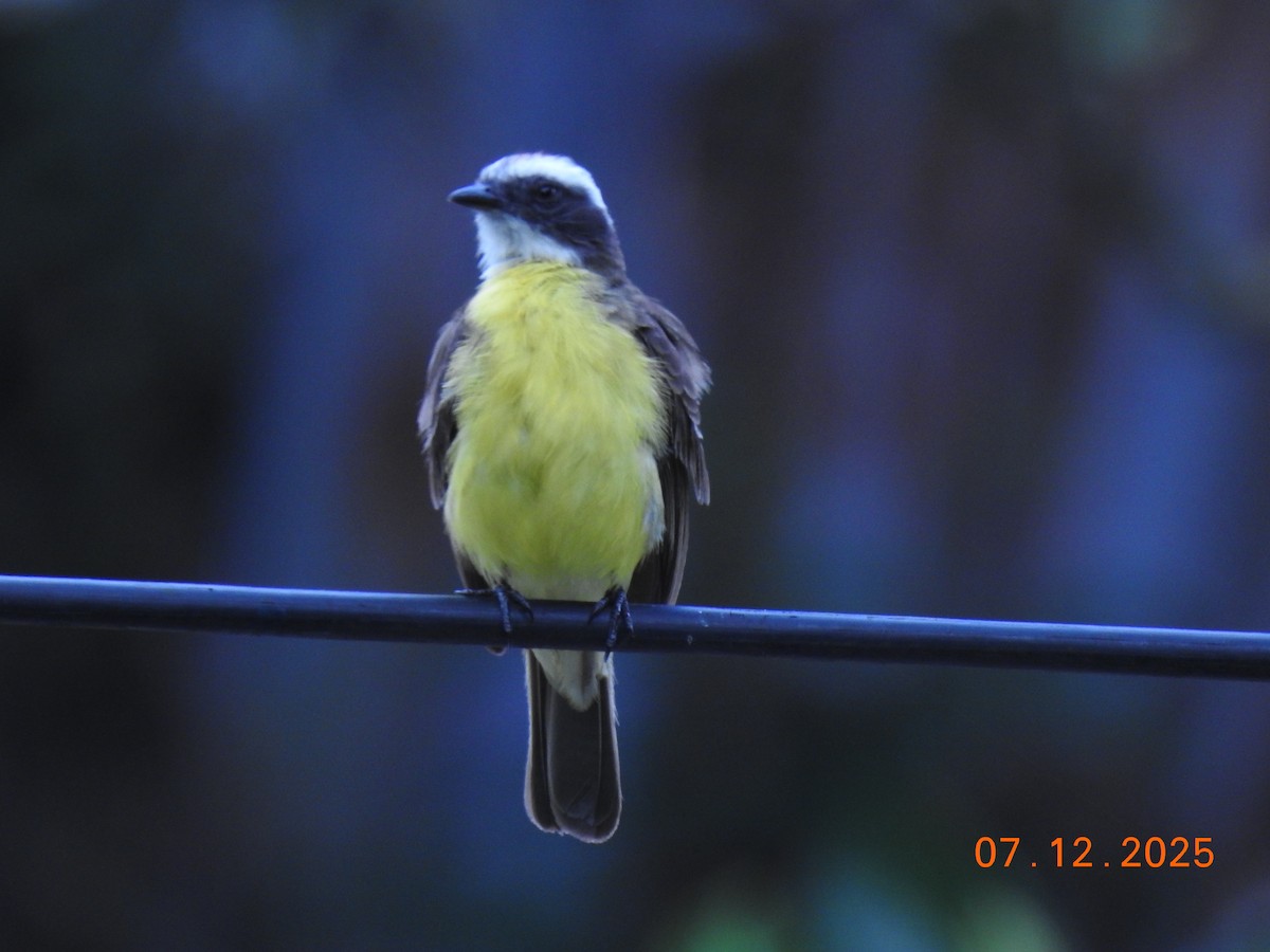 Social Flycatcher - ML646517652