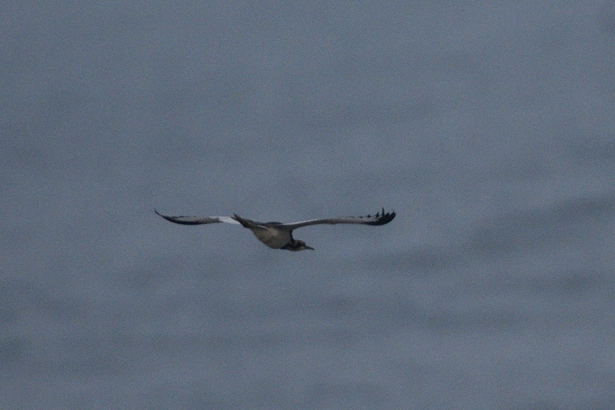 Jacana à longue queue - ML646517655