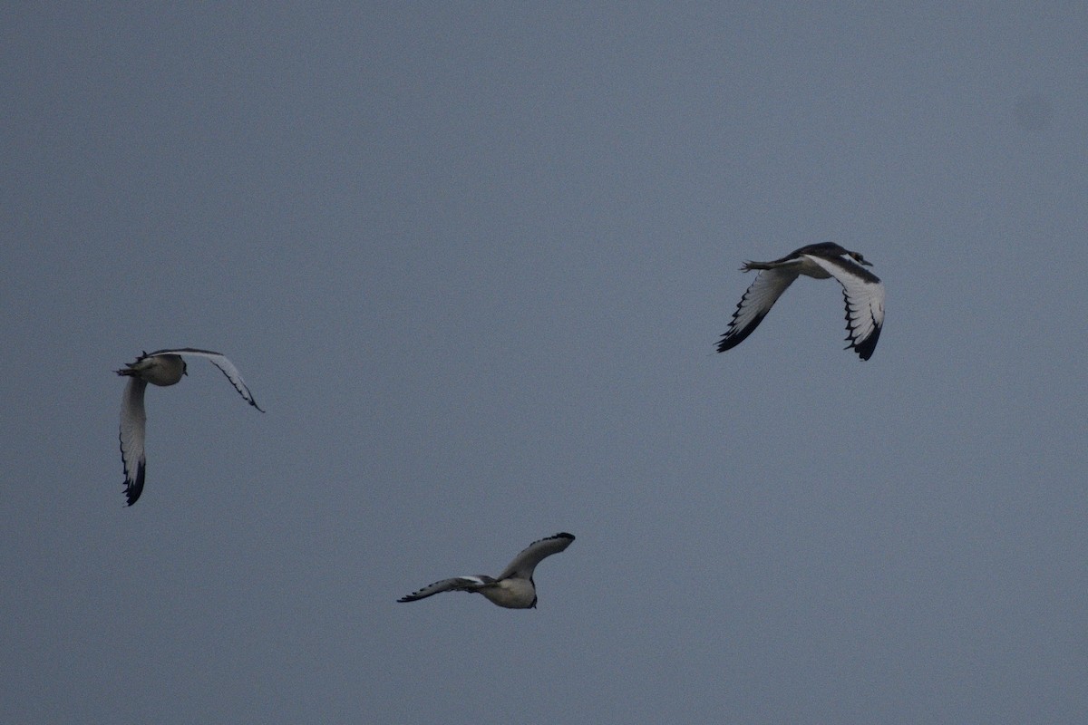 Jacana à longue queue - ML646517656