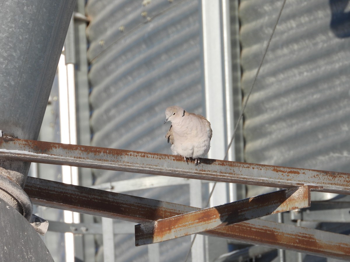 tyrkerdue - ML646517657