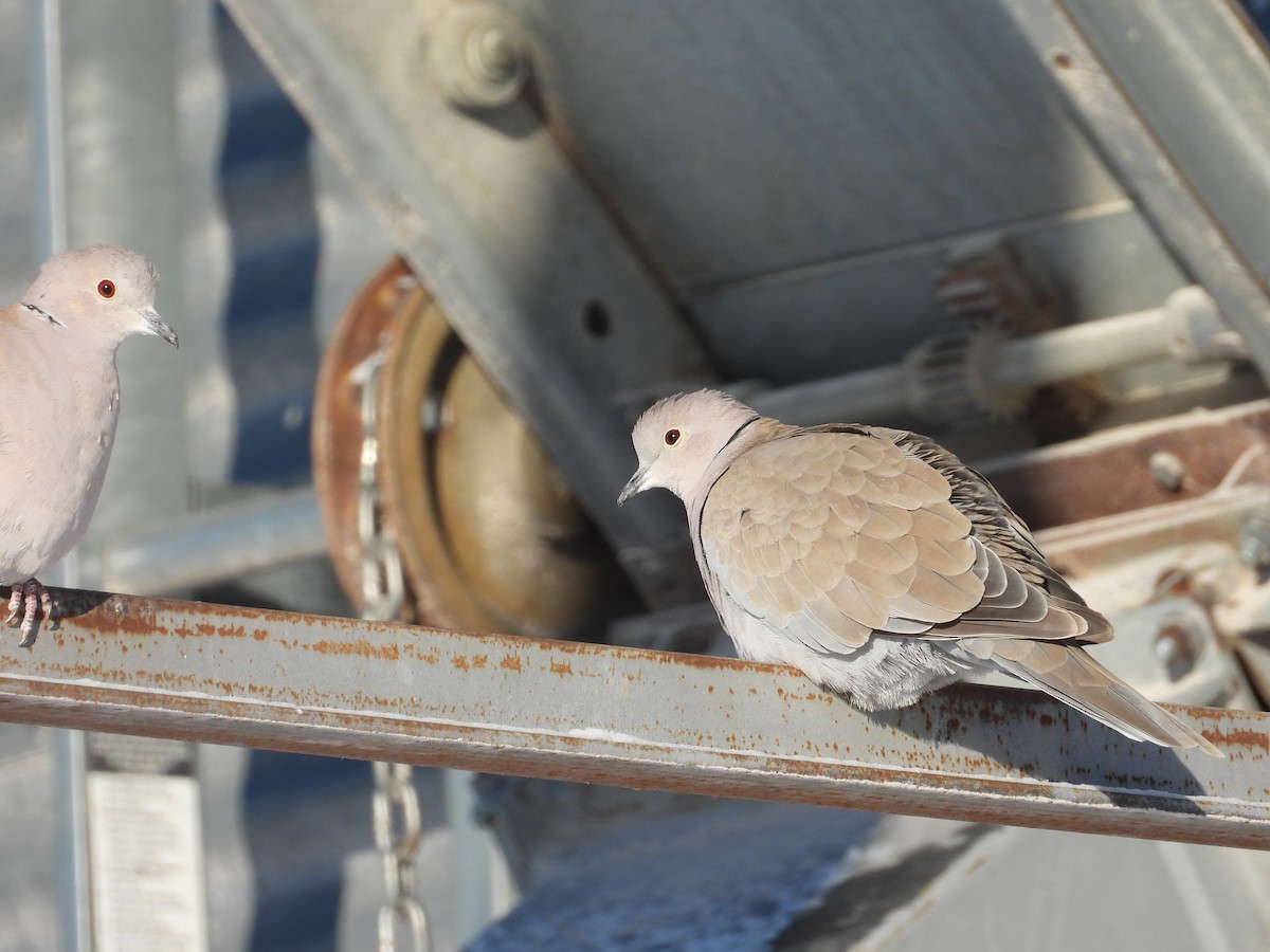 tyrkerdue - ML646517658