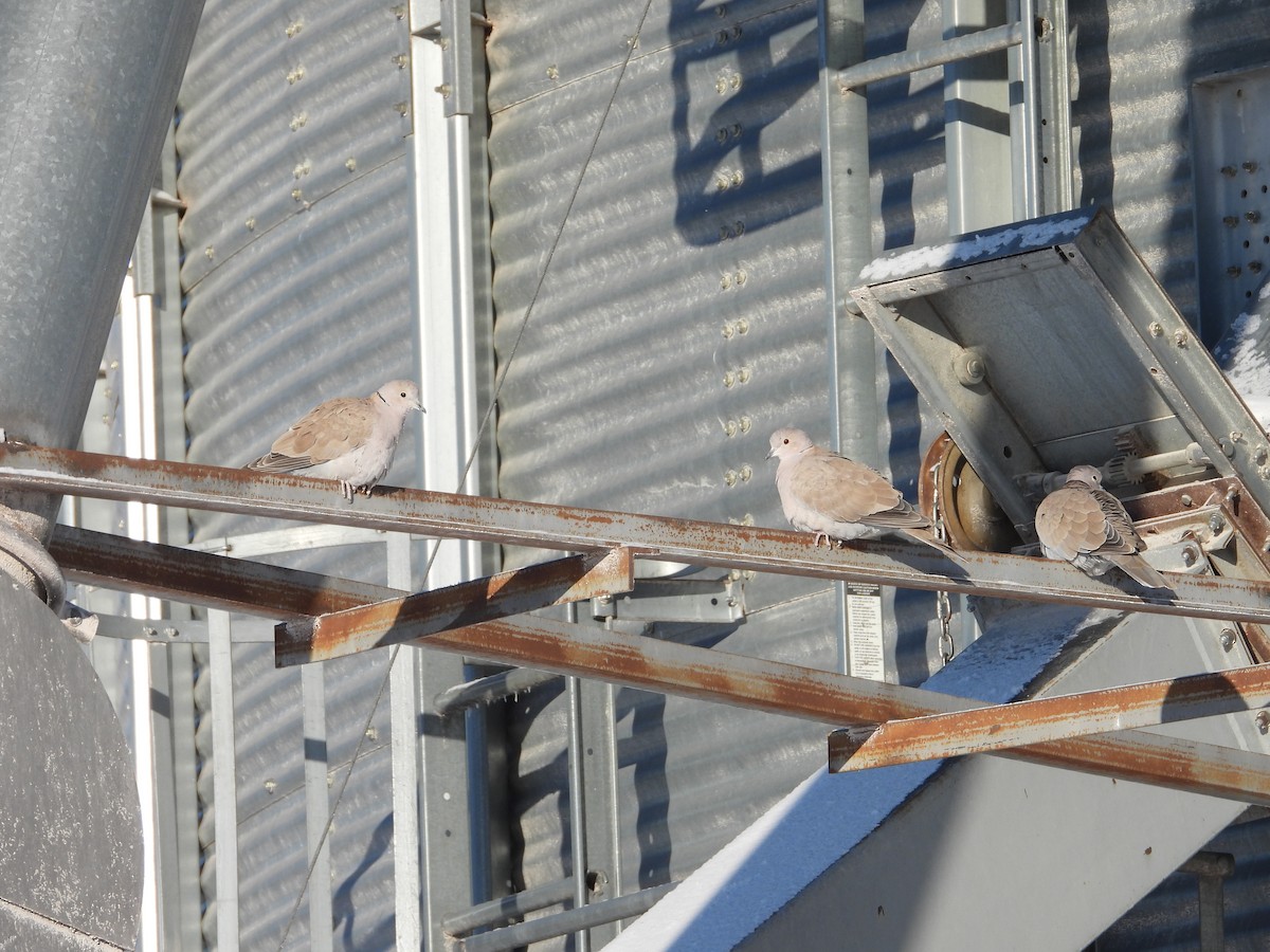 tyrkerdue - ML646517659