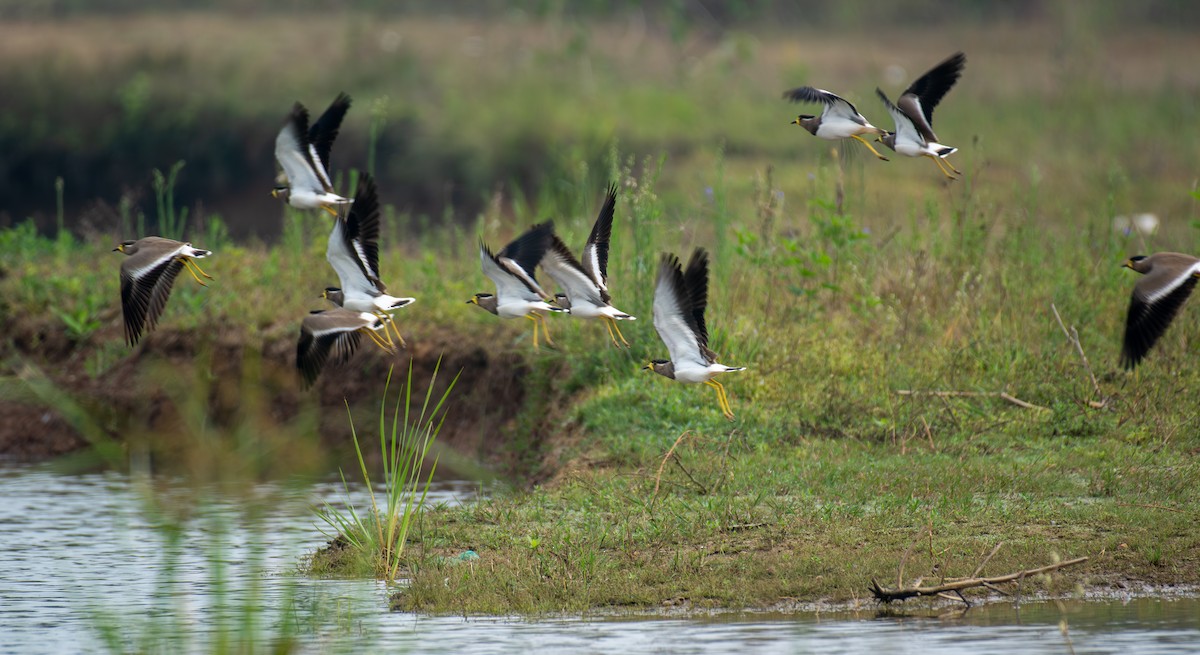 Yellow-wattled Lapwing - ML646517660