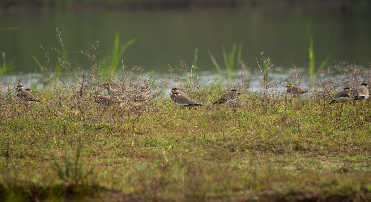 Yellow-wattled Lapwing - ML646517661