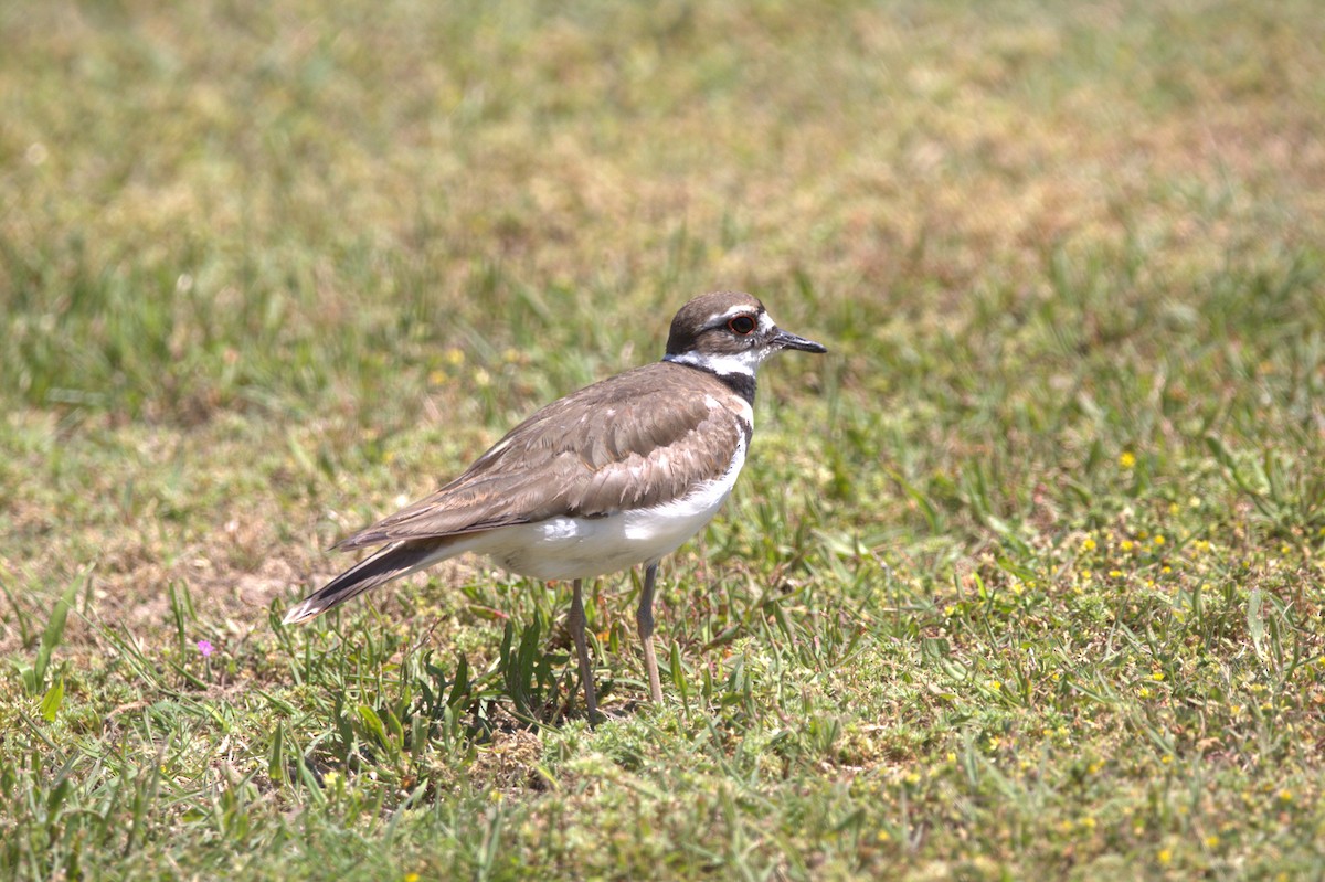Killdeer - ML646517665