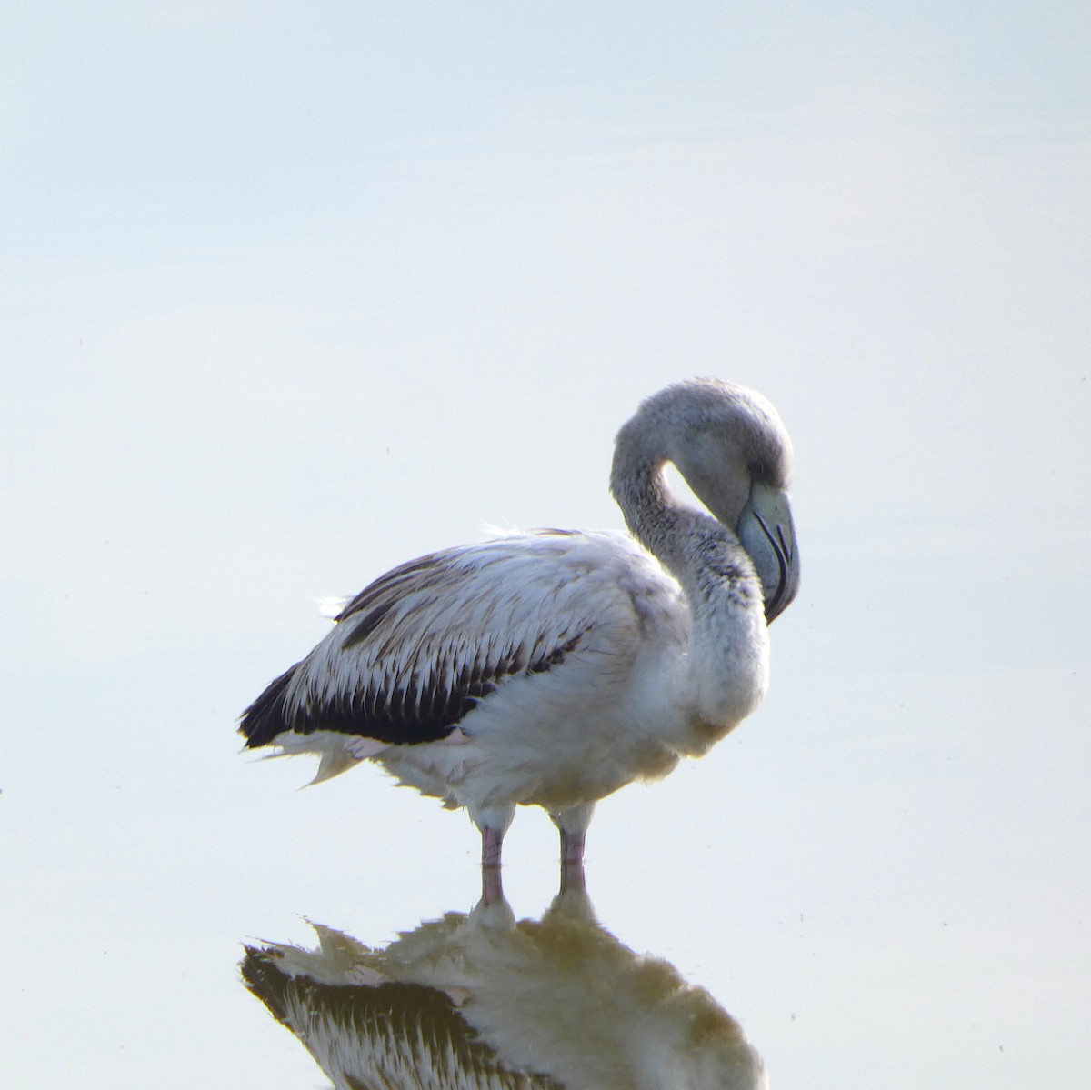 Greater Flamingo - ML646517672