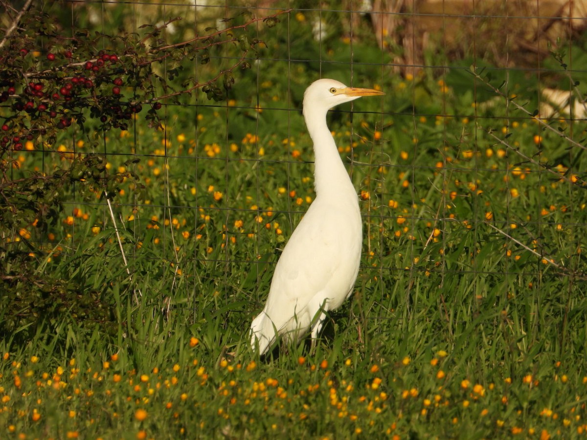 Western Cattle-Egret - ML646517673