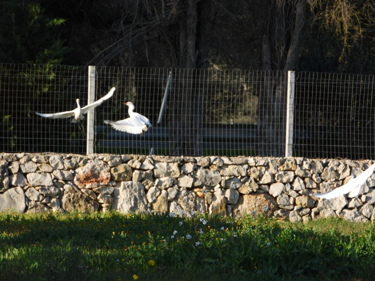 Western Cattle-Egret - ML646517674