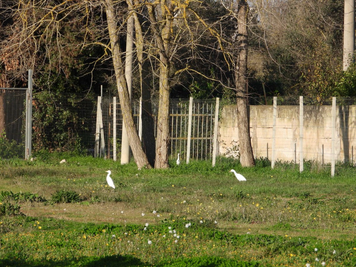 Western Cattle-Egret - ML646517675